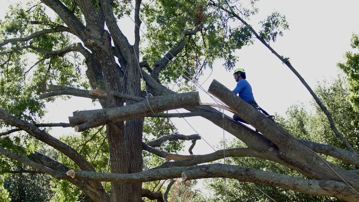 Professional Crown Thinning performed by certified arborists in Beavertown